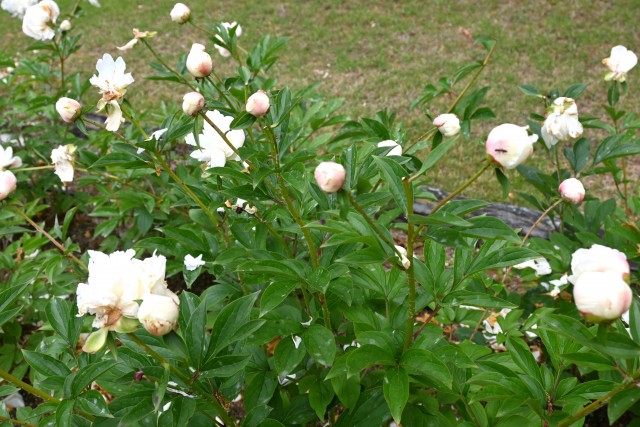 syakuyaku_nihonteien_250521_01