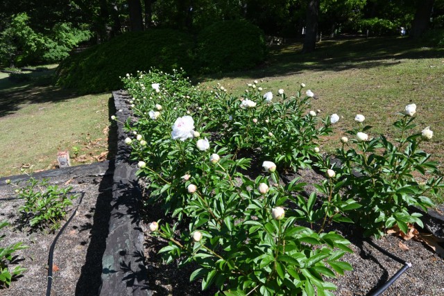 syakuyaku_nihonteien_260505_02