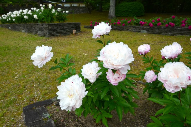 syakuyaku_nihonteien_260513_02