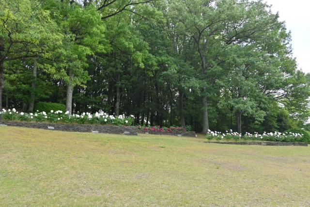 syakuyaku_nihonteien_260513_03