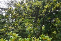 taisanboku_250604_02