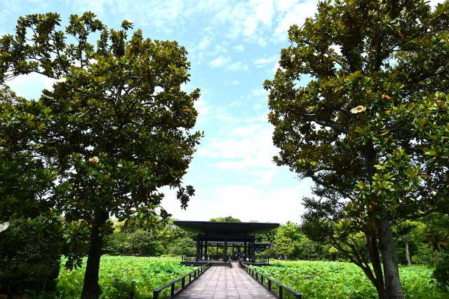 taisanboku_250618_02