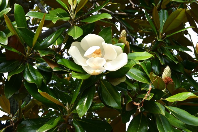 taisanboku_250702_01