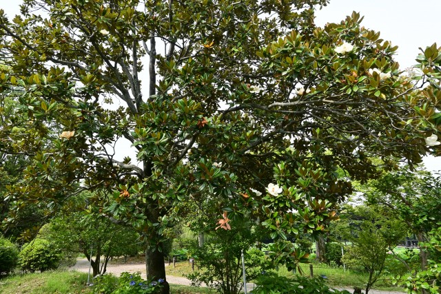 taisanboku_250702_02