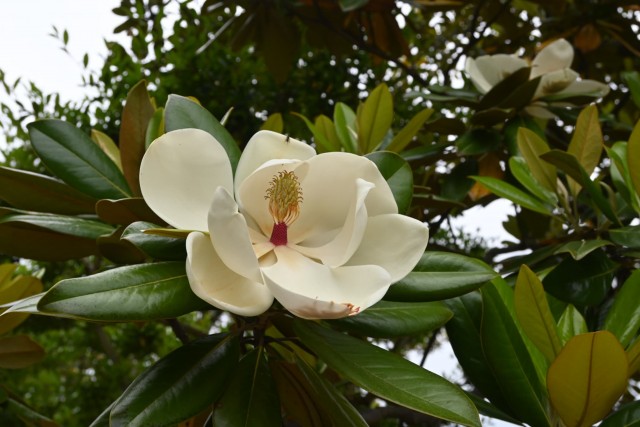 taisanboku_260527_01