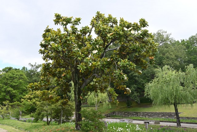 taisanboku_260603_02