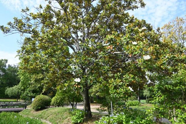 taisanboku_260611_02