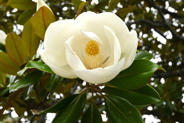 taisanboku_260624_01