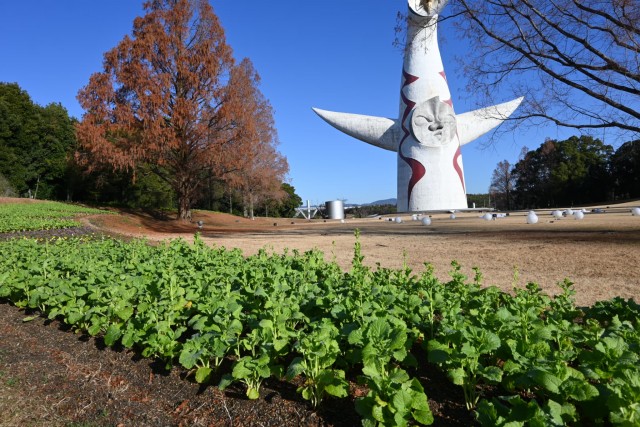 taiyonohiroba_251223_01