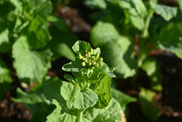 taiyonohiroba_251223_02