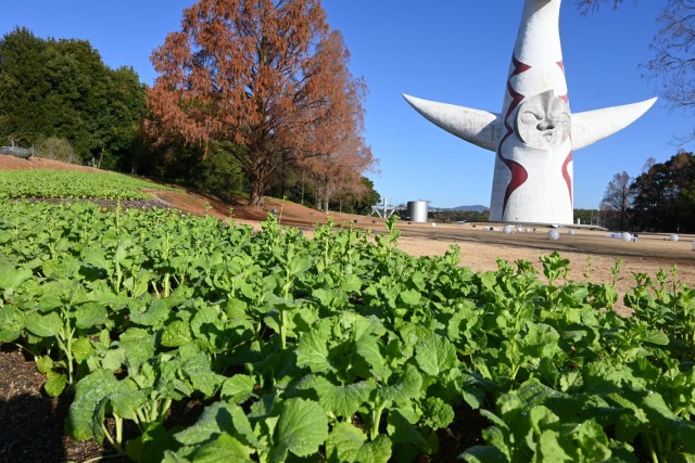 taiyonohiroba_251223_03