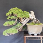 盆栽展