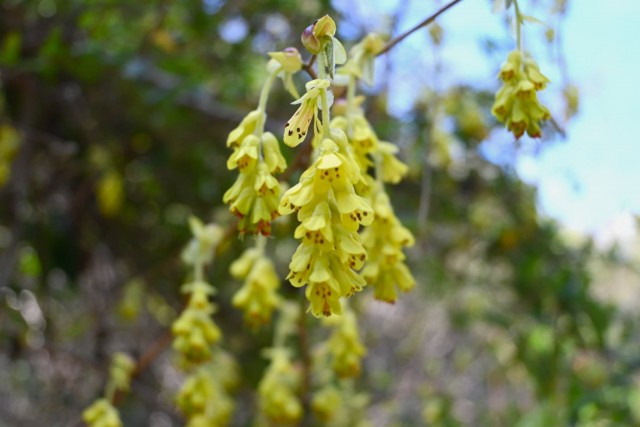 tosamizuki_260311_01