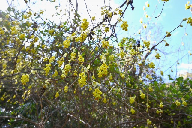 tosamizuki_260311_02