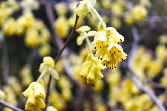 tosamizuki_260325_01