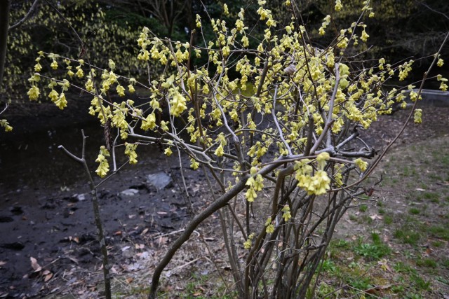 tosamizuki_260325_02