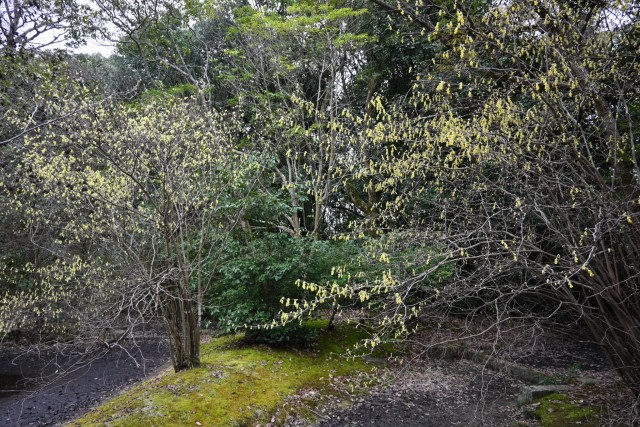 tosamizuki_260325_03