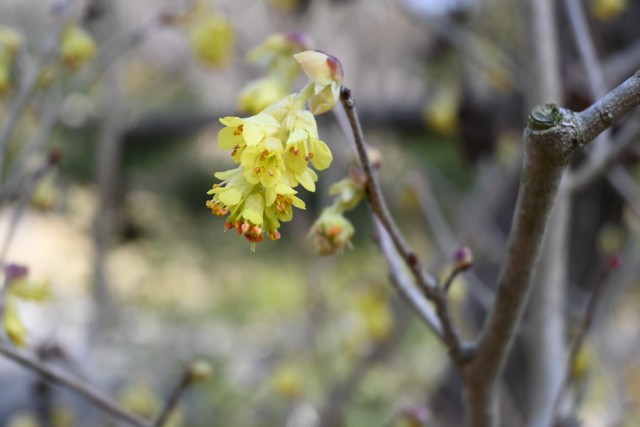 tosamizuki_nihonteien_260317_01