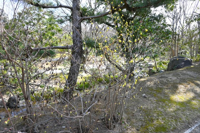 tosamizuki_nihonteien_260317_02