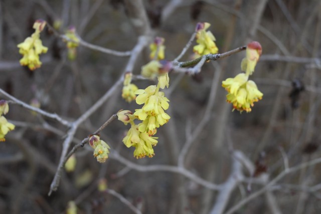 tosamizuki_nihonteien_260317_03