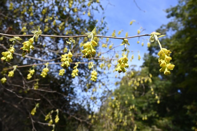 tosamizuki_watari_260317_01