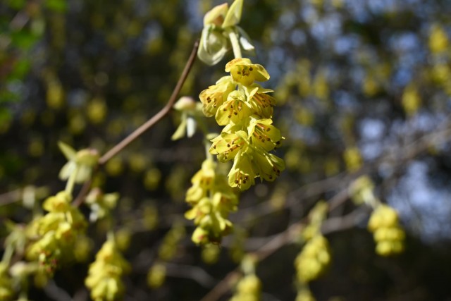 tosamizuki_watari_260317_02