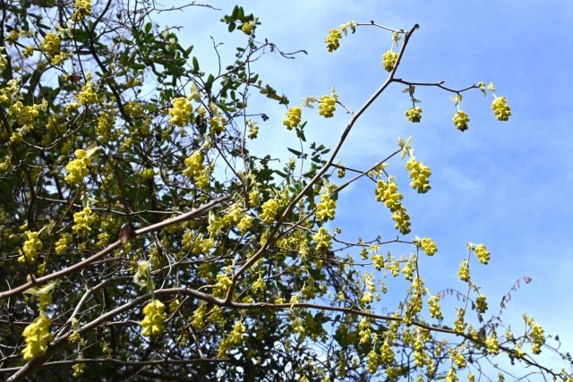 tosamizuki_watari_260317_03