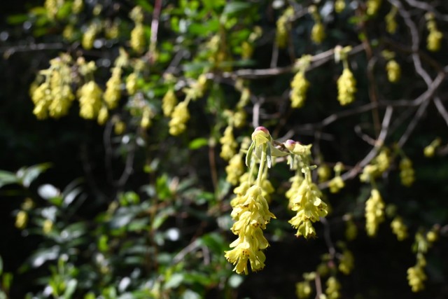 tosamizuki_watari_260317_04