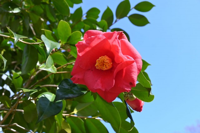 tsubaki_akashigata_260311