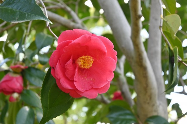 tsubaki_akashigata_260408_01