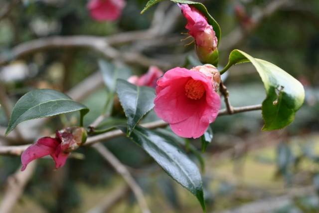 tsubaki_beniwabi__260211