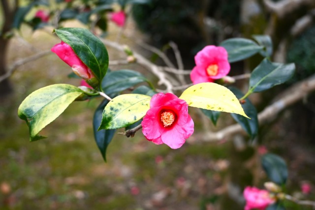 tsubaki_beniwabisuke_260128