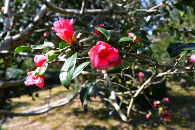 tsubaki_beniwabisuke_260204