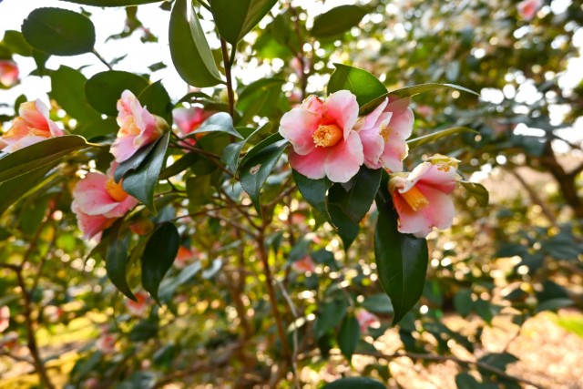 tsubaki_fukurin_260107_01