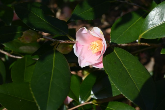 tsubaki_fukurin_260114