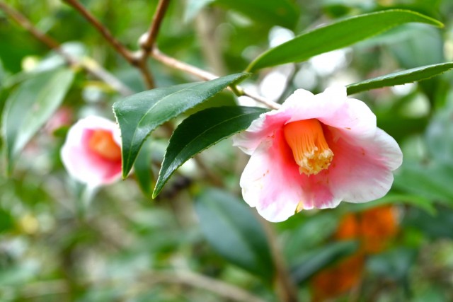 tsubaki_fukurinhina_251217