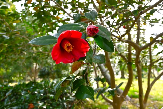 tsubaki_funaki_260317