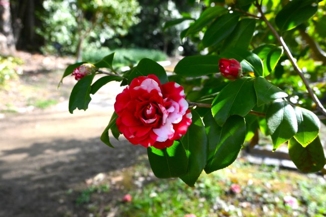 tsubaki_goishi_260305_01