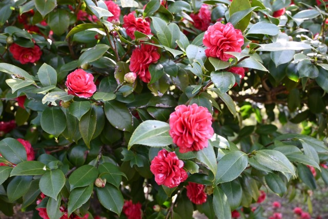 tsubaki_goishi_260305_02