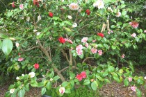 tsubaki_goshikiyae_250402