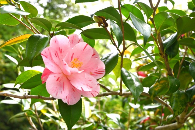 tsubaki_harunoutena_230420