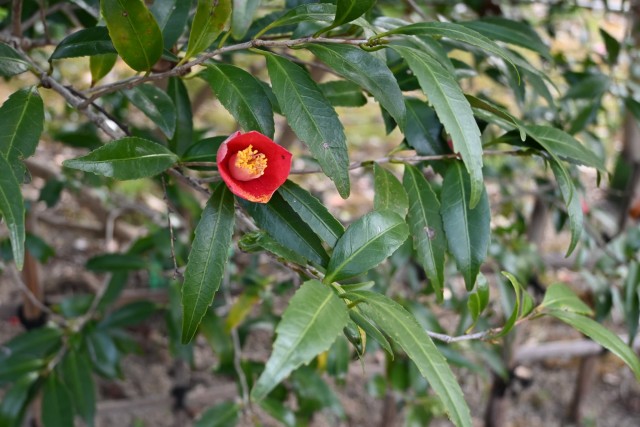 tsubaki_hiiragiba_260317