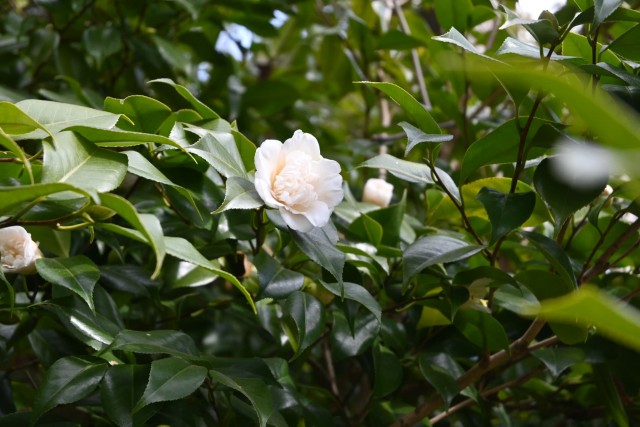 tsubaki_himekarako_260121