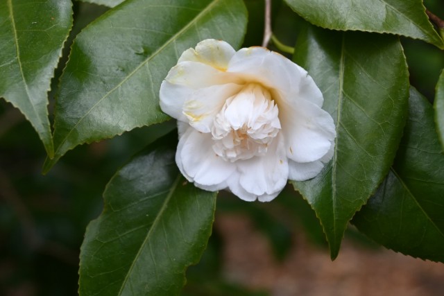 tsubaki_himekarako_260128