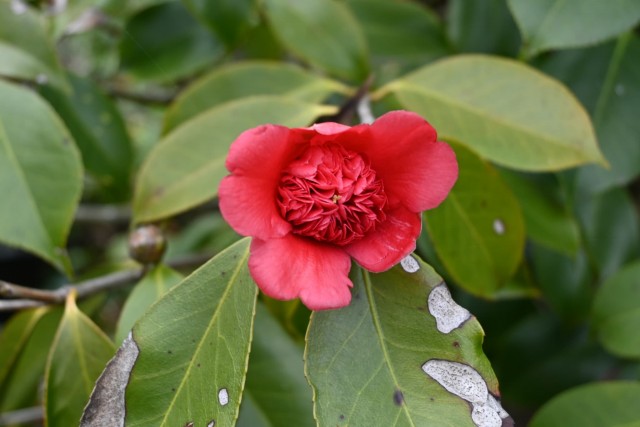 tsubaki_jikko_260325