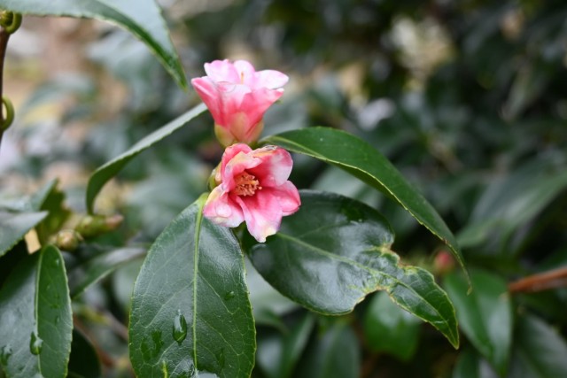 tsubaki_kocho__260211