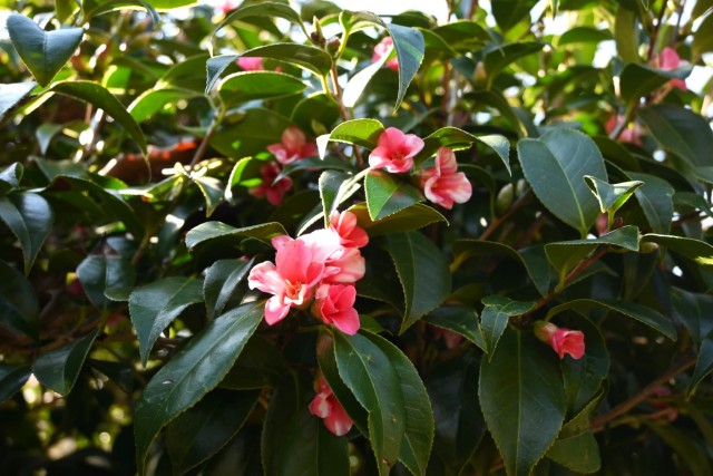 tsubaki_kochowabisuke_260218