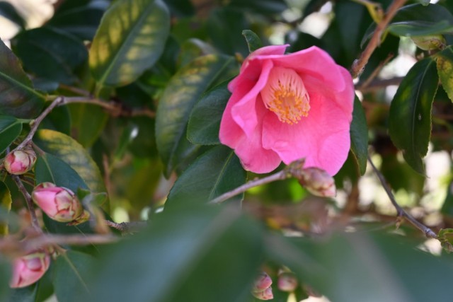 tsubaki_kotonokaori_260311