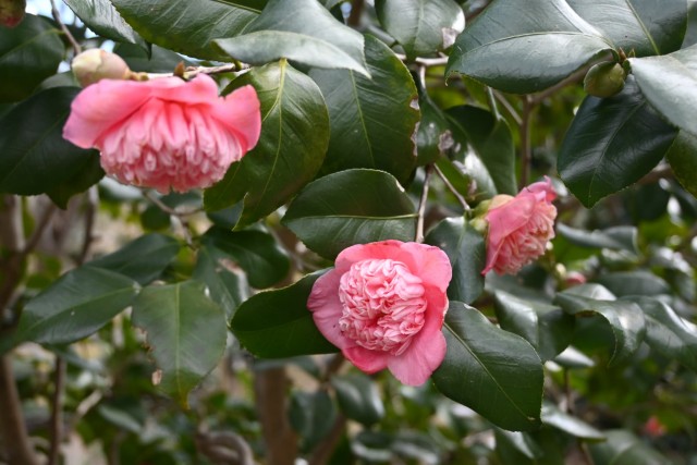 tsubaki_momoware_260121