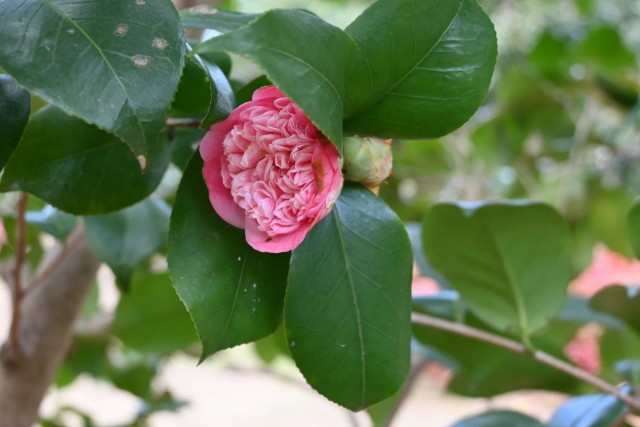 tsubaki_momoware_260128